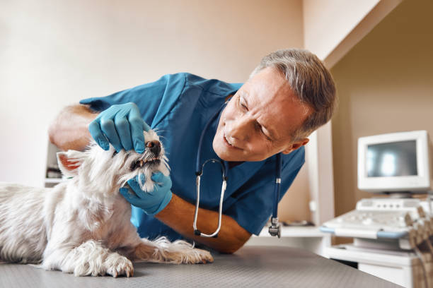 Best Emergency Dental Care for Abscessed Tooth in Bertville, AL